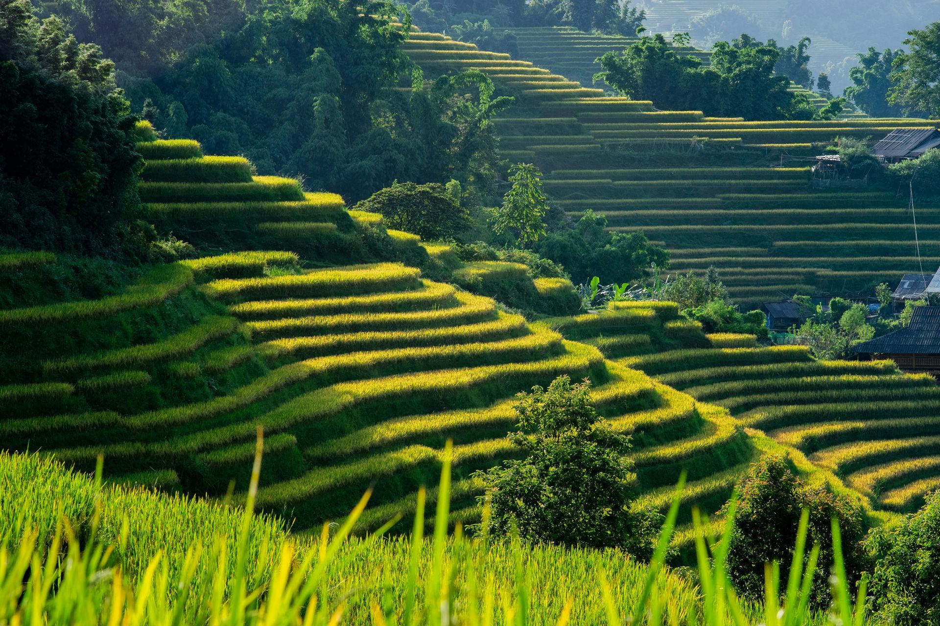 Rice terraces on a hillside, layers of green and gold, trees in the background in Sapa, Vietnam. 