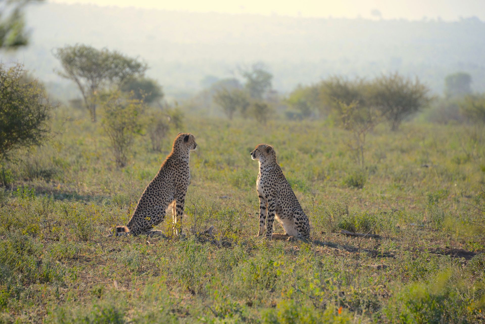 Two cheetahs sitting in a grassy savanna, facing each other in Kruger National Park, South Africa.