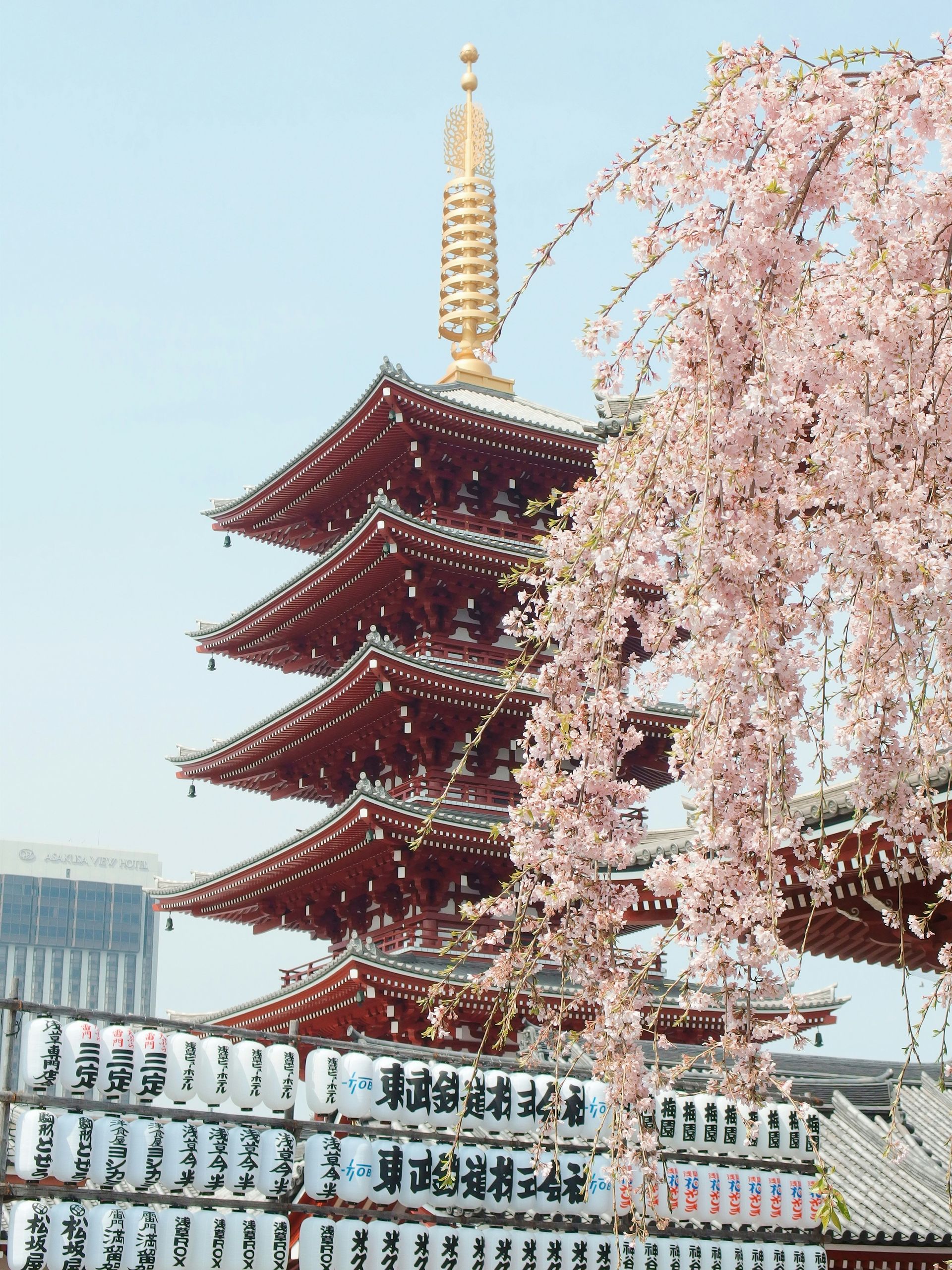 Five-story red pagoda with golden spire, cherry blossoms in bloom, and paper lanterns below in Tokyo.