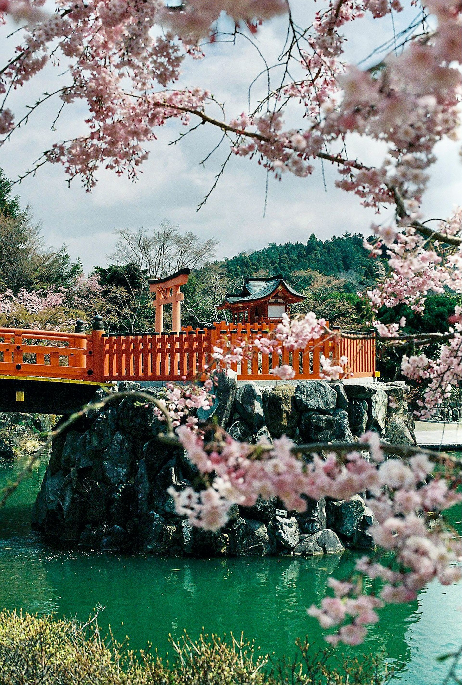 Cherry blossoms frame a red bridge over a green pond in Osaka, Japan, with a traditional temple structure in the background.