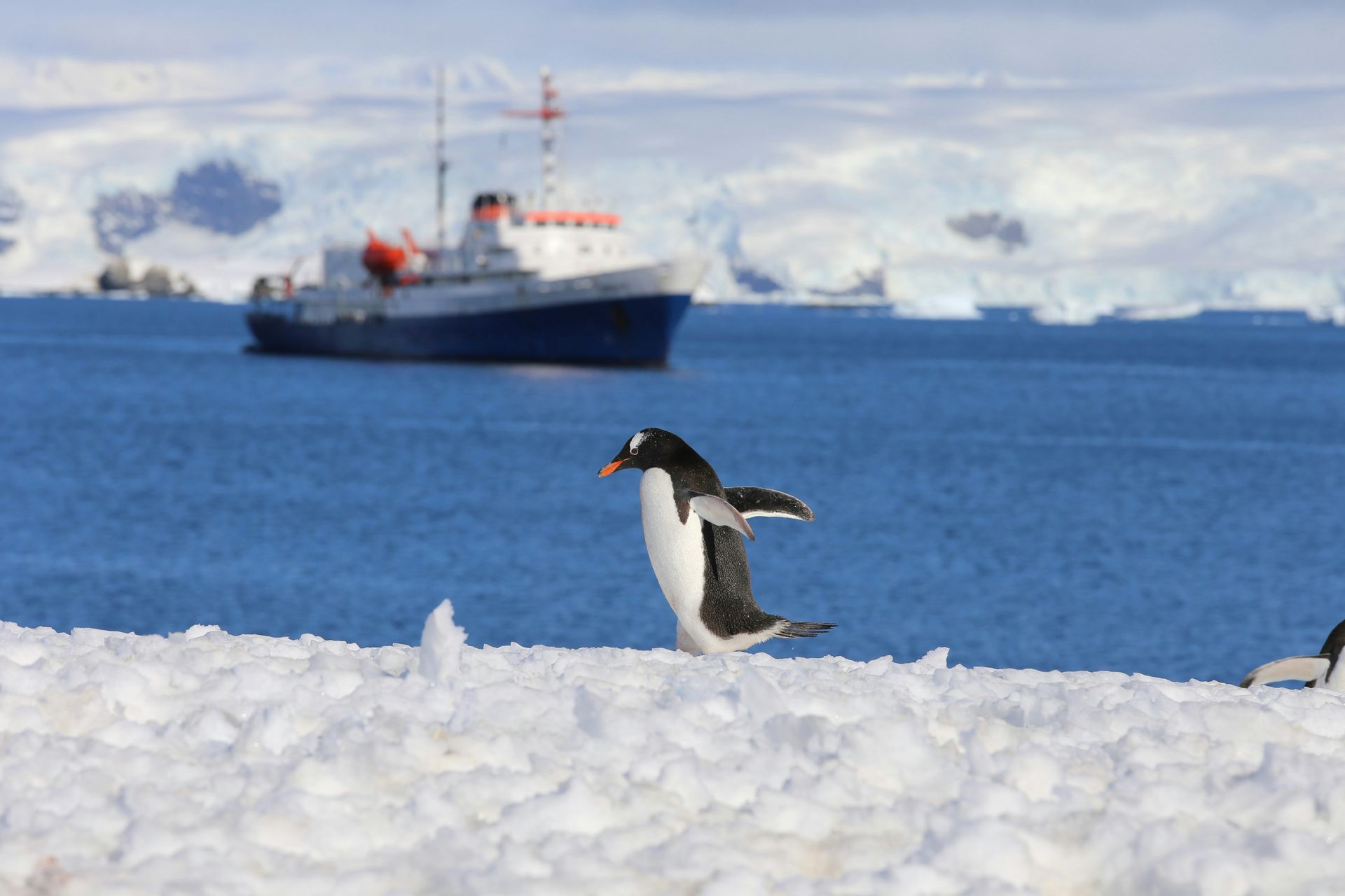 Gentoo penguin waddling on snow, wings out, near a blue ship in Antarctica.