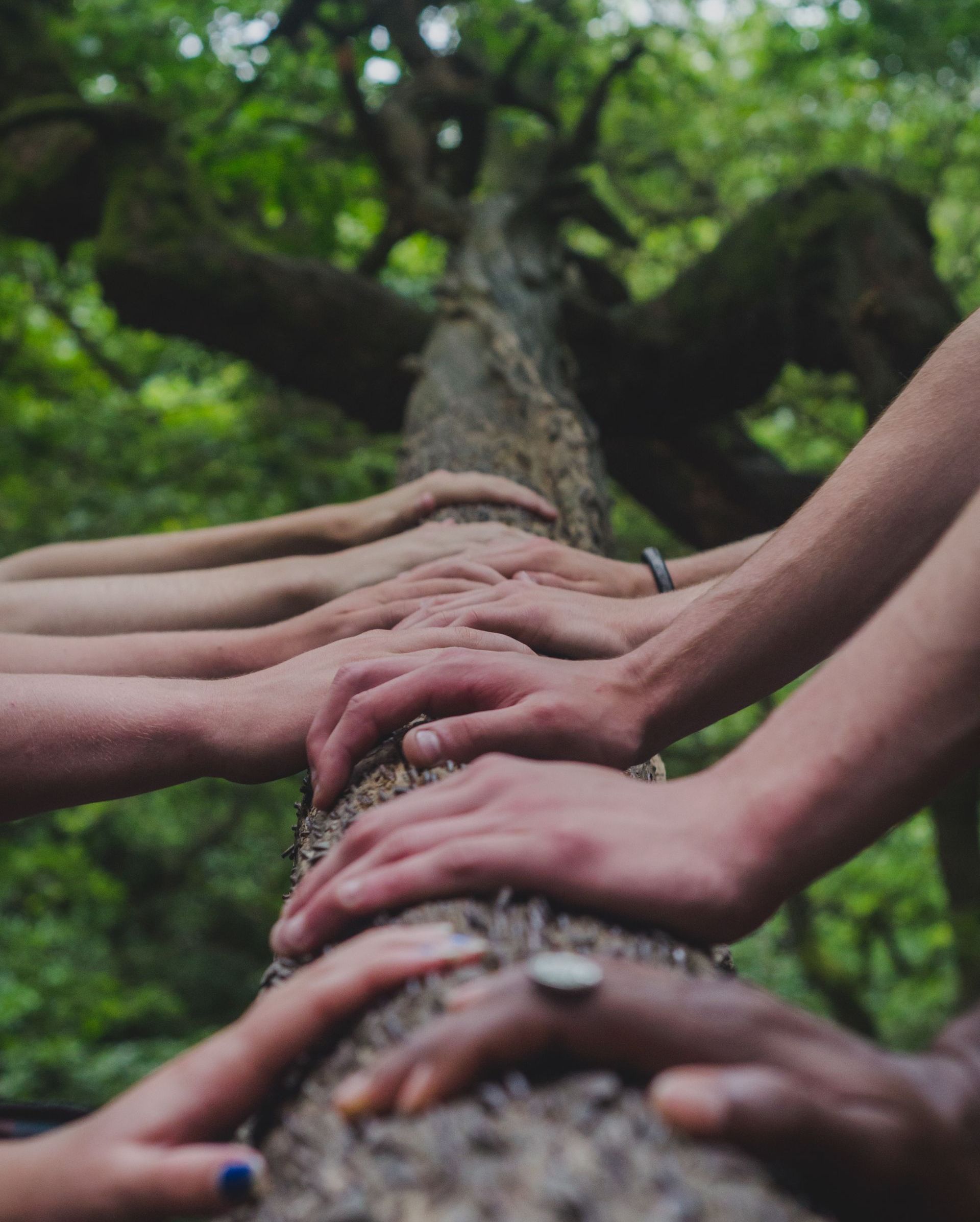A group of people are putting their hands on a tree trunk.