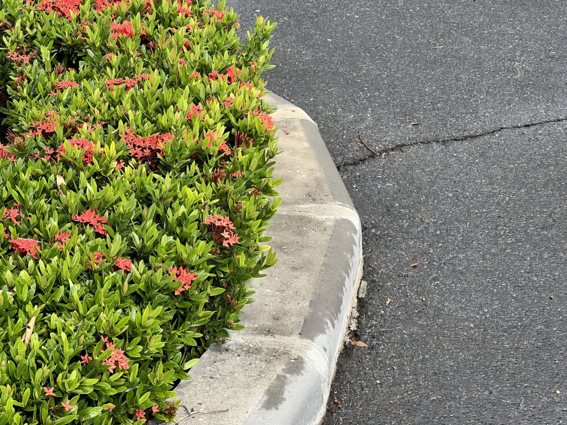 Plants with Kerbing | Sydney, NSW | Kerbing Projects Australia