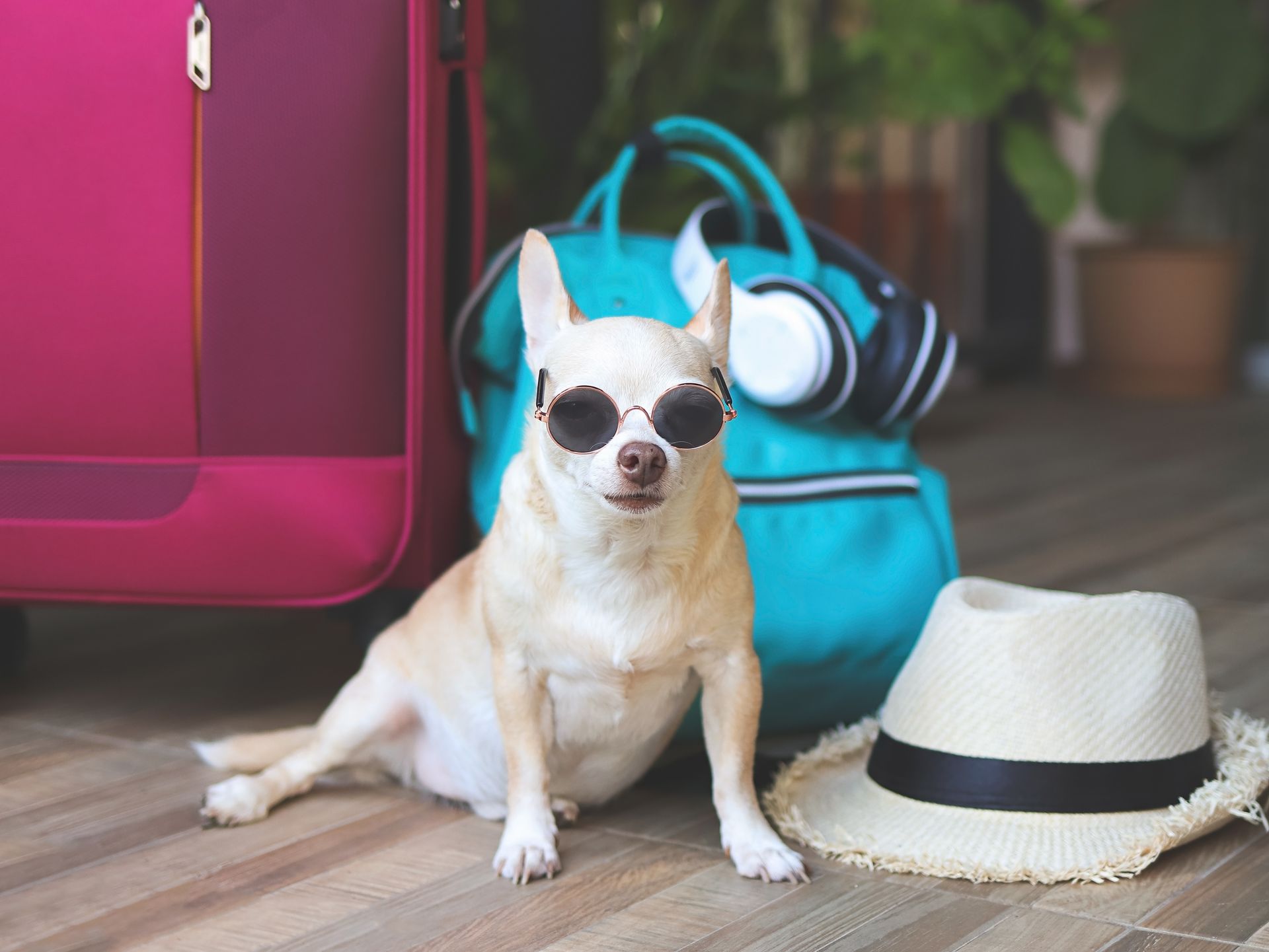 10 Things That Make Road Trips With Pets Easier And Safer | Military Brake & Alignment Services Inc.