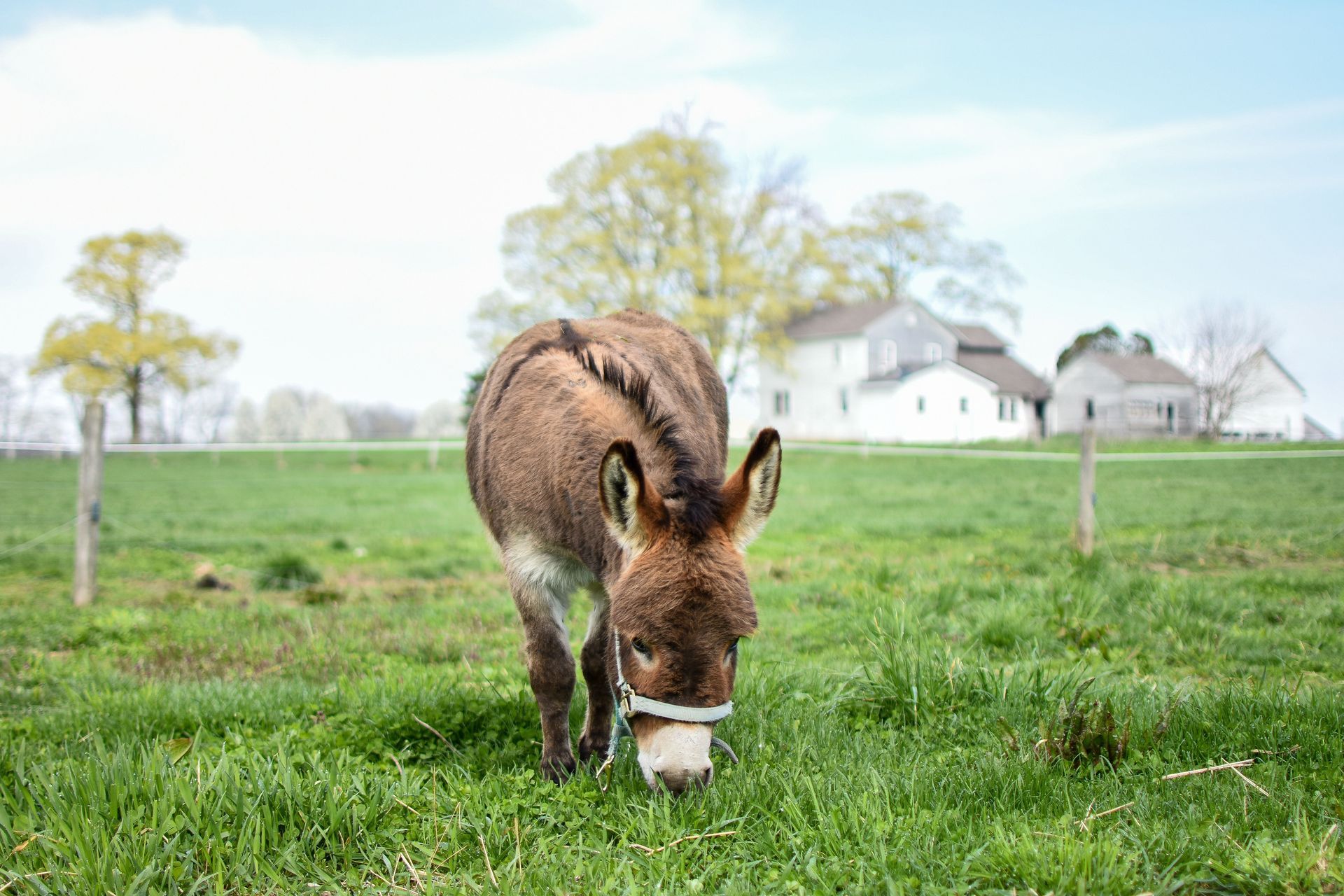 A mule grazing in a green pasture on a Middle Tennessee farm, evoking Columbia's Mule Town heritage