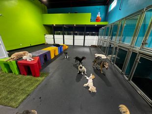 Dogs playing in Daycare at Dogs R Dope