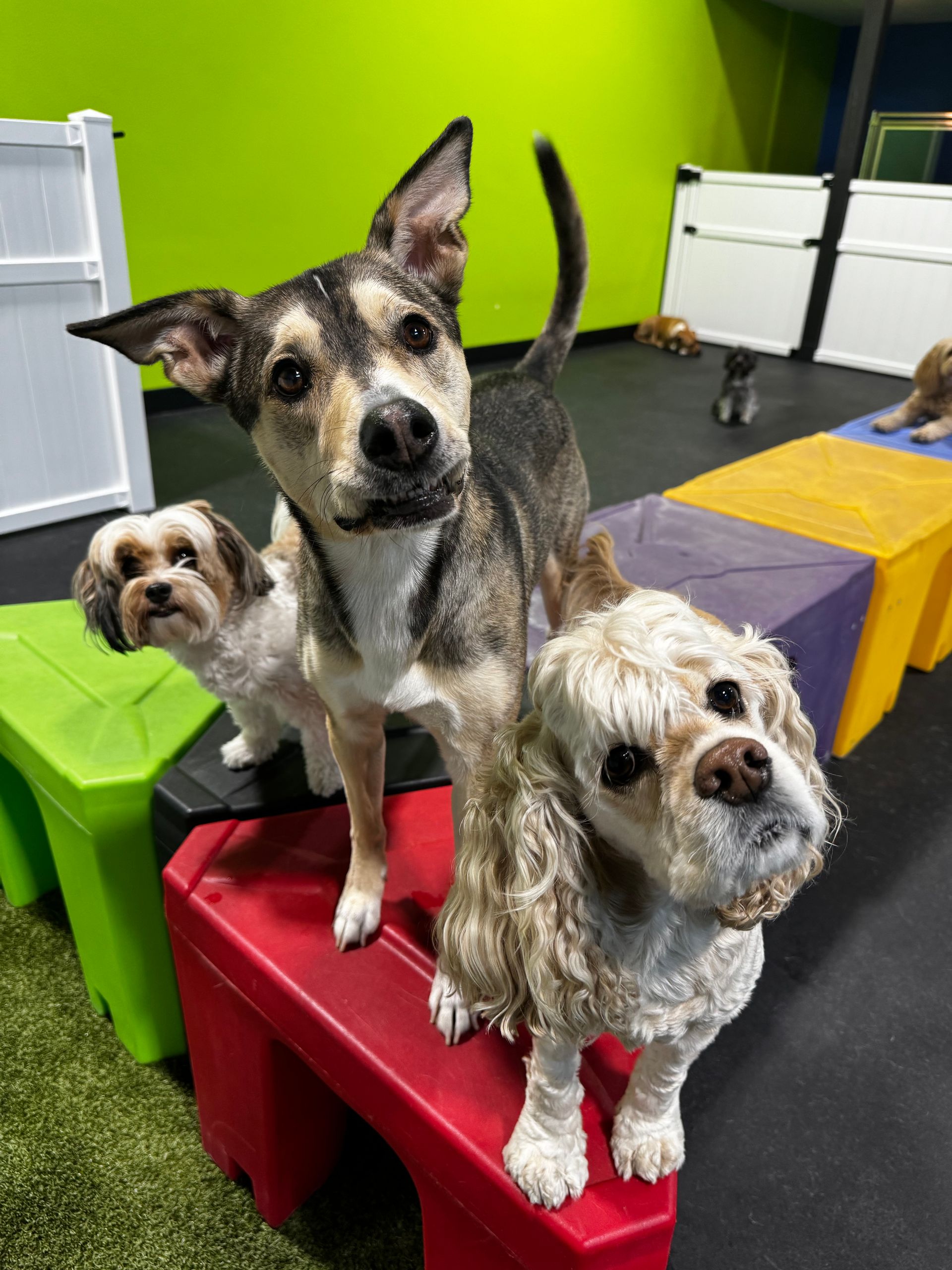 Dogs in Daycare at Dogs R Dope