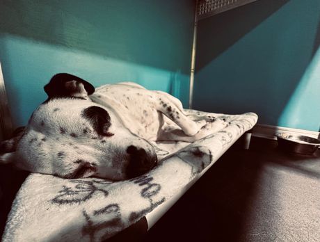 A dog resting peacefully on a bed while boarding at Dogs R Dope