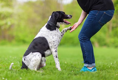 A woman is giving a dog a high five in the grass.