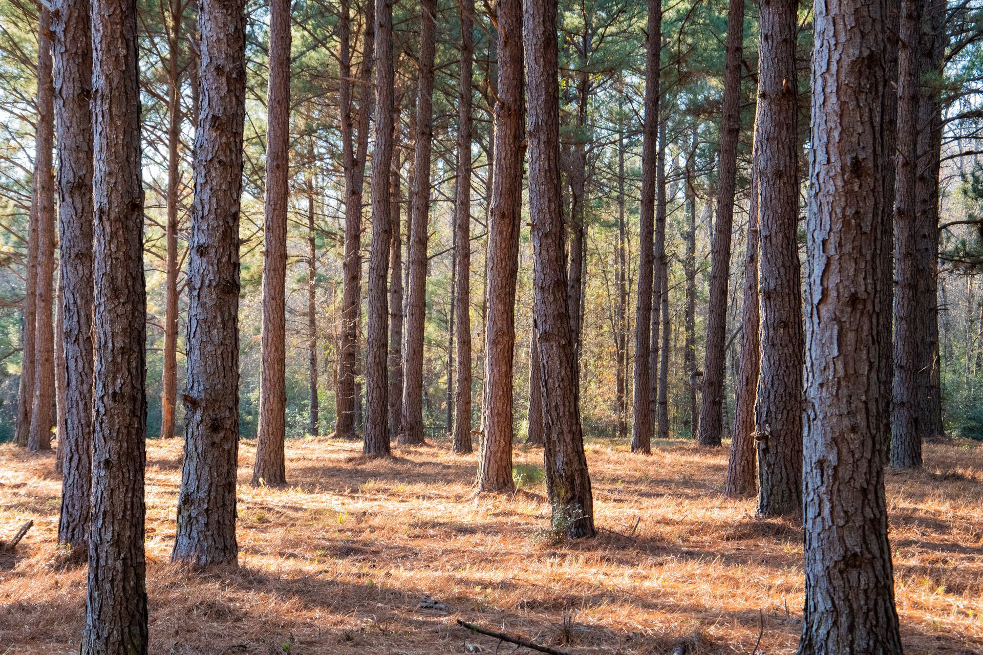 the sun is shining through the trees in a pine forest .