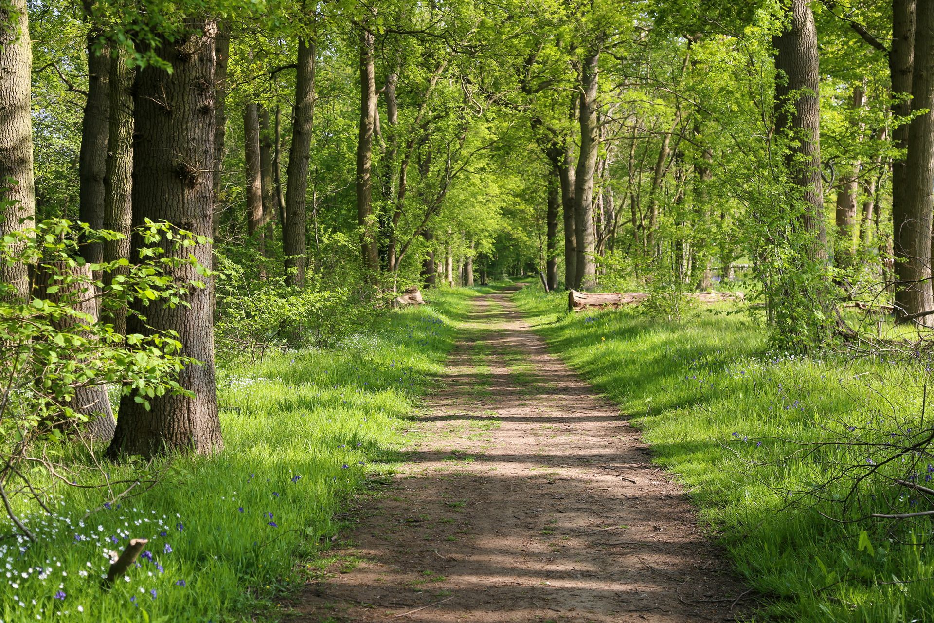 a dirt path going through a lush green forest .