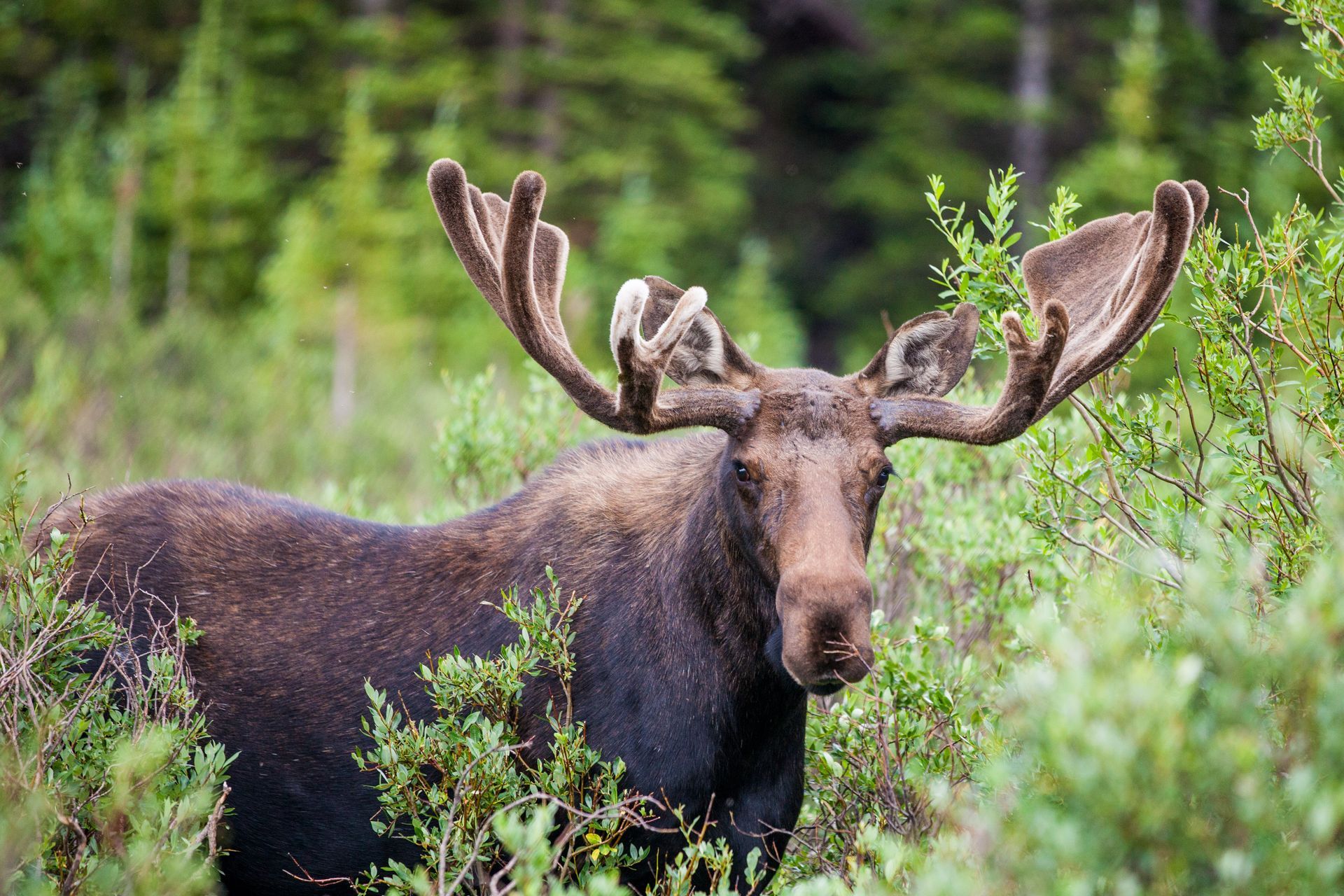 a moose with large antlers is standing in a field of trees .