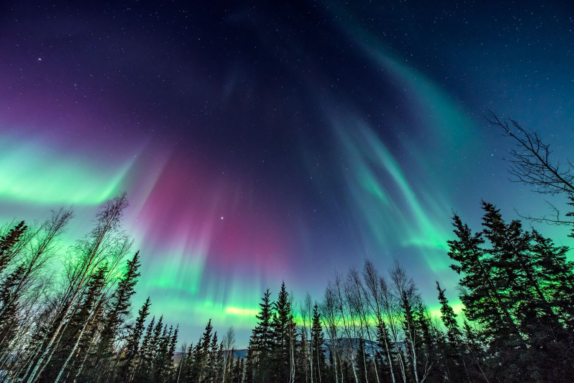 the aurora borealis is visible over a forest