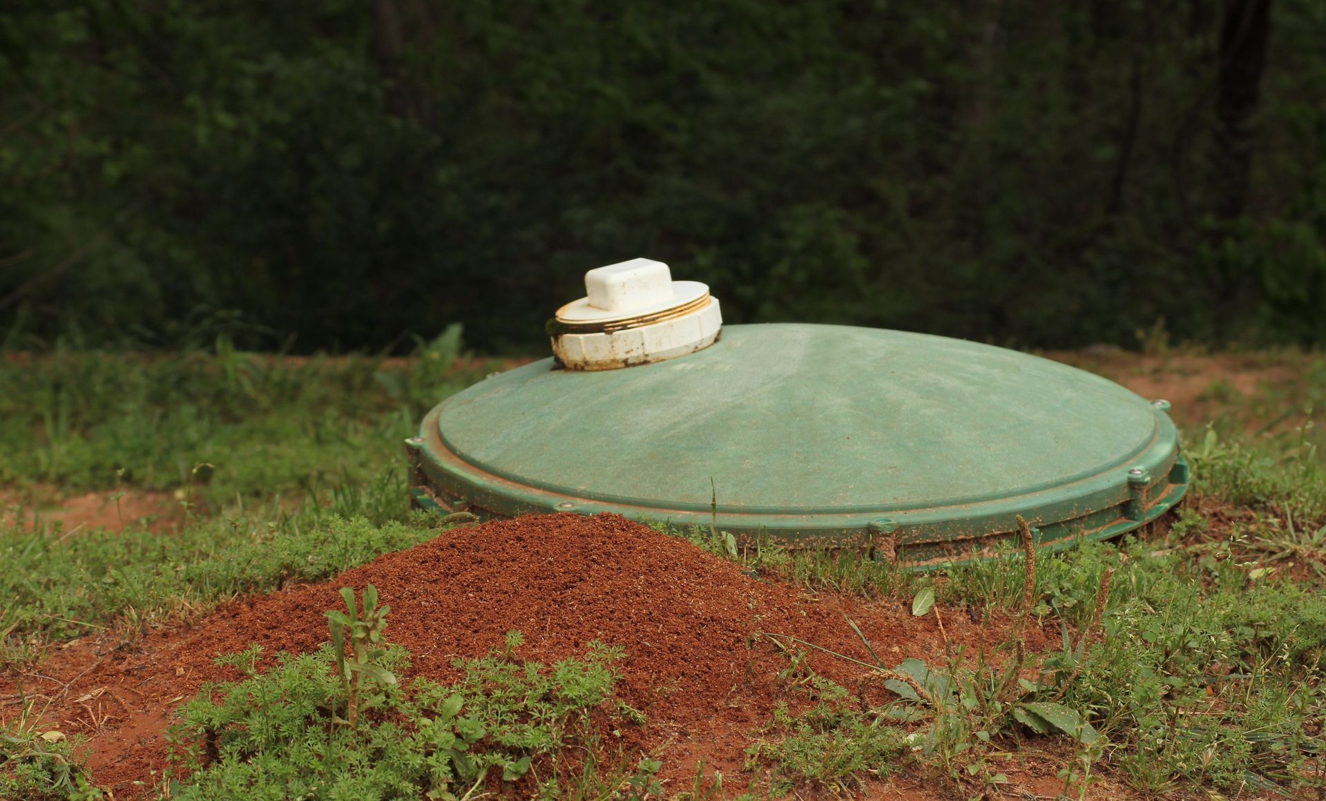 A green domed utility cover with a small white object on top, surrounded by red mulch in a wooded area