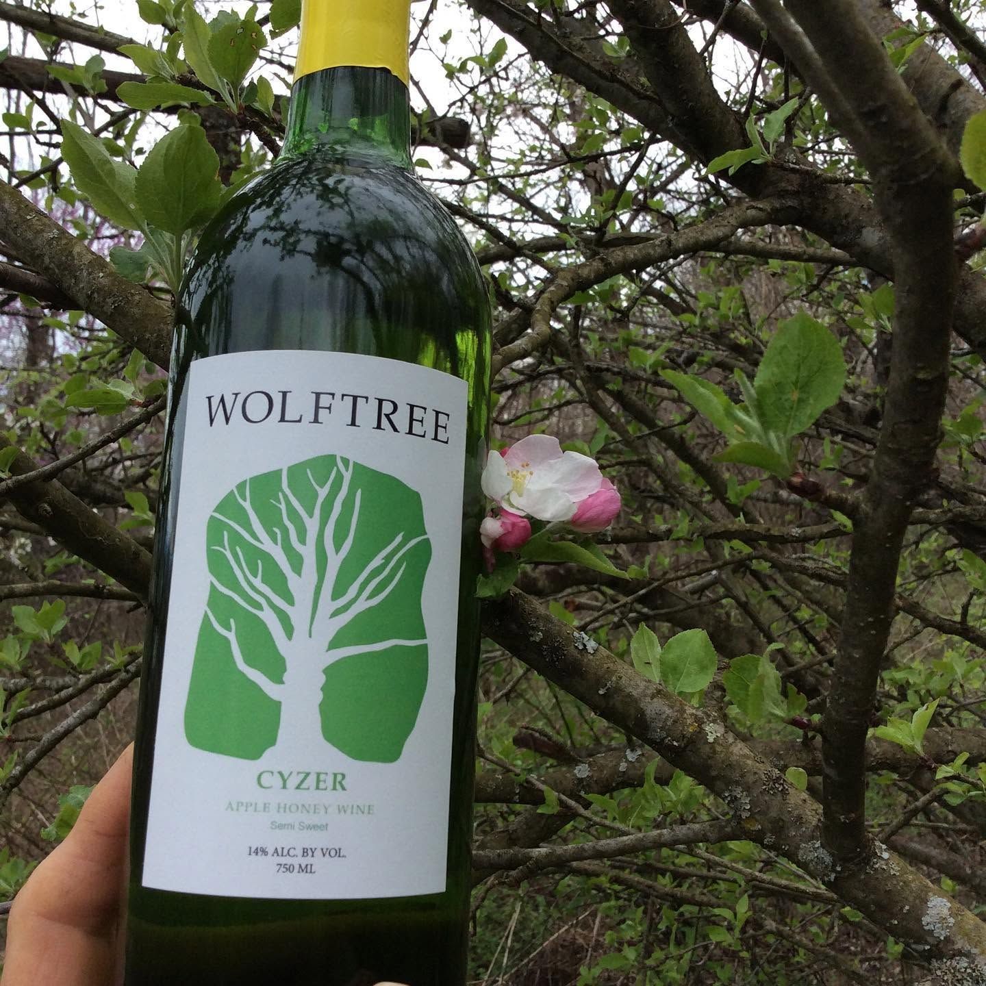 Wolftree Cyzer bottle with green label held in front of blossoming tree branches