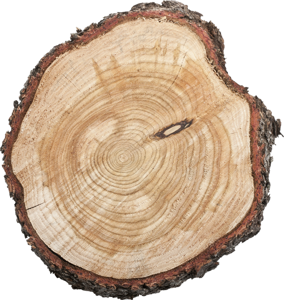 Cut tree trunk