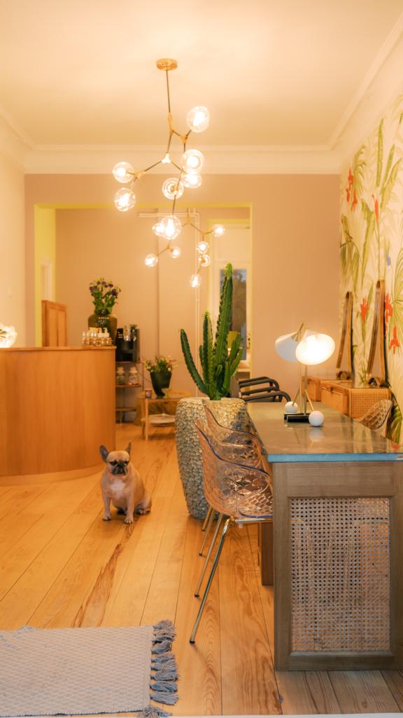 Eine französische Bulldogge in einem warm beleuchteten Zimmer mit Schreibtisch und Pflanzen. Über ihr hängt ein moderner Kronleuchter.