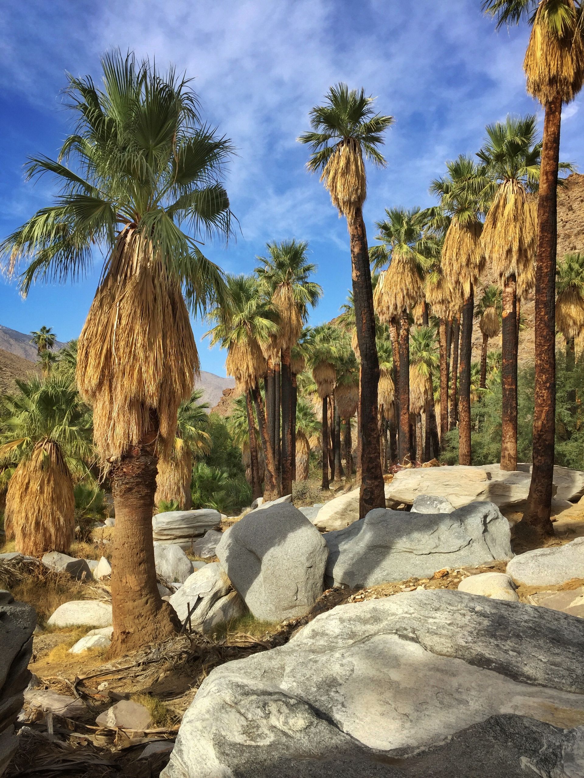 Palm trees with dry brown skirts and green tops in a desert canyon under a blue sky.