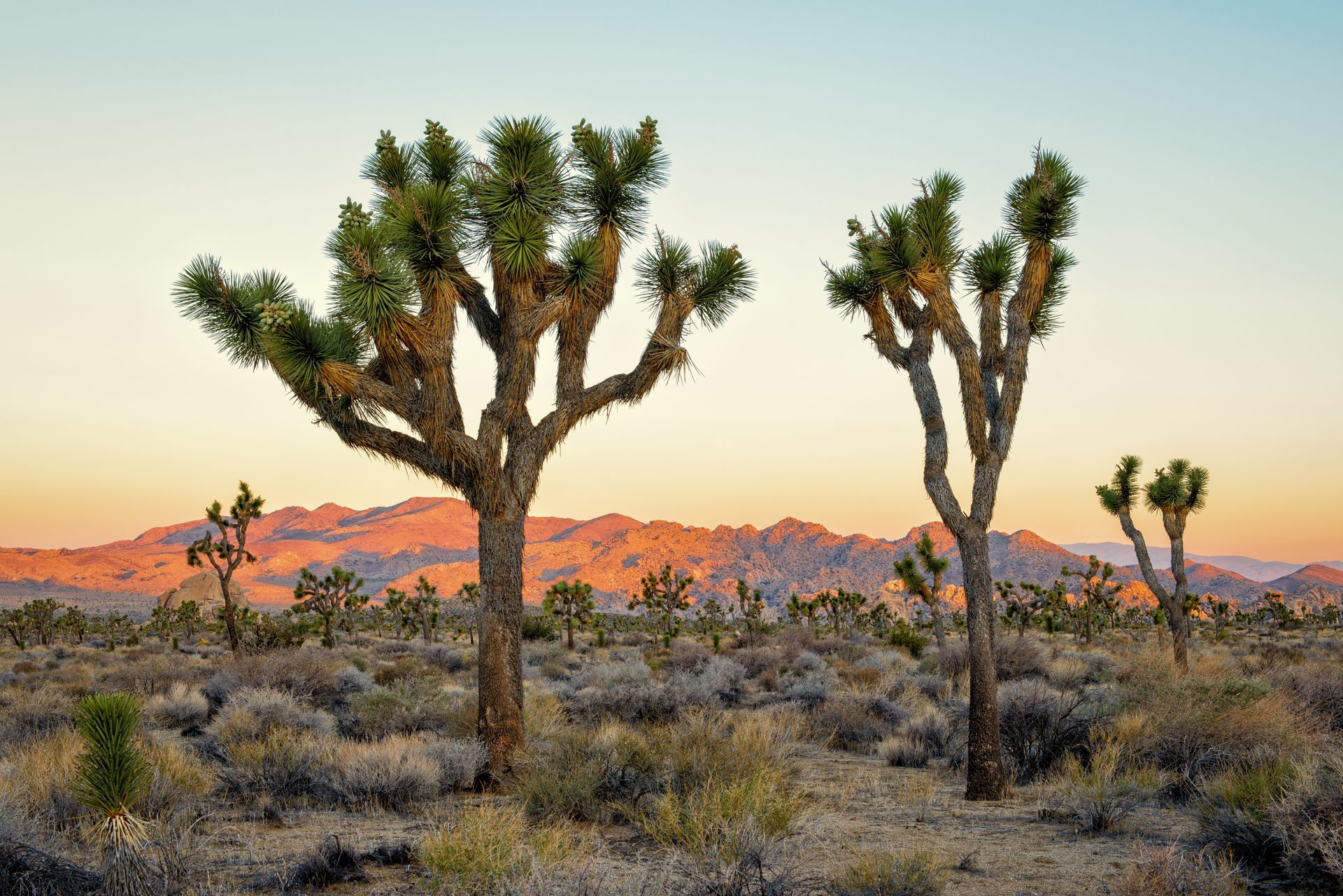 Joshua trees in a desert landscape with a colorful sunset, rocky mountains in the background.