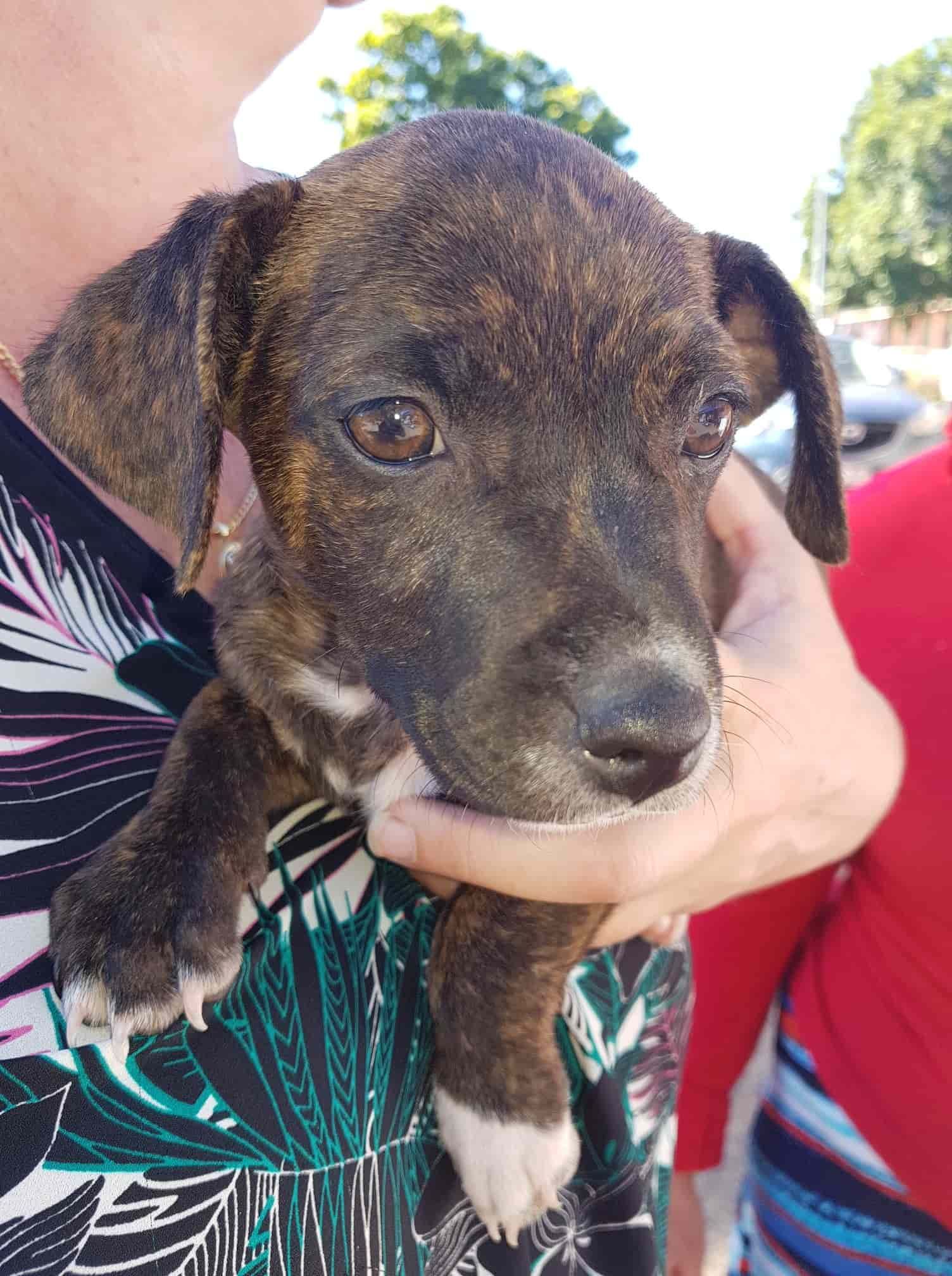 Puppy with Brindle Fur and White Paws Being Held in Someone's Arms — Mount Isa Veterinary Surgery In Ryan, QLD