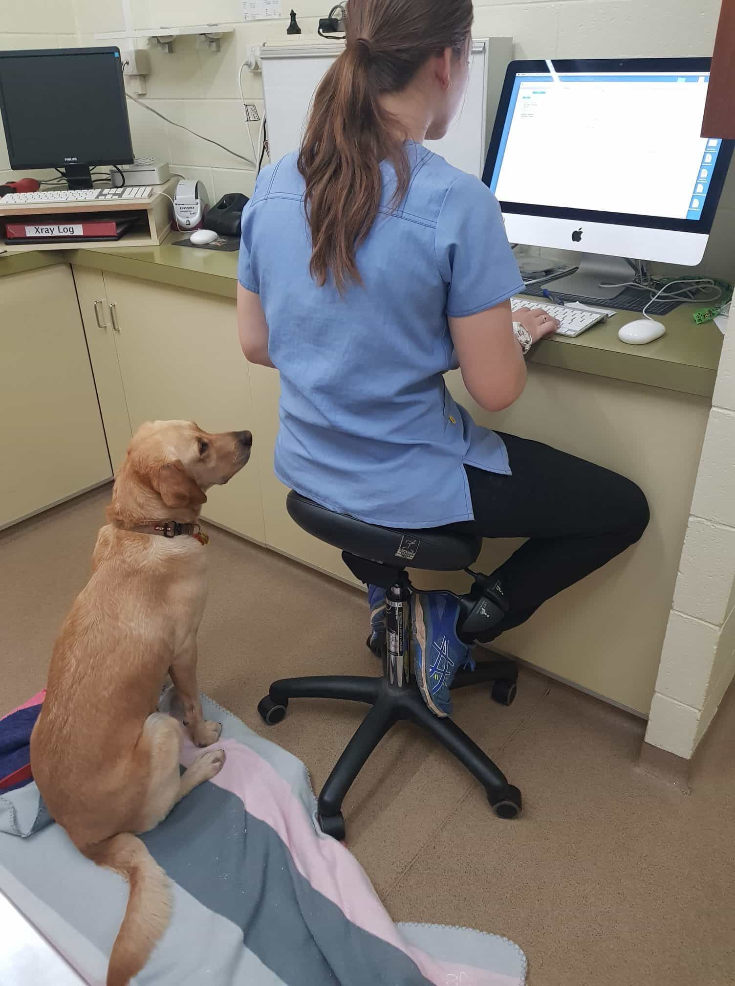 Dog Sits Beside a Person in Scrubs Typing on A Computer at A Desk in A Veterinary Office — Mount Isa Veterinary Surgery In Ryan, QLD