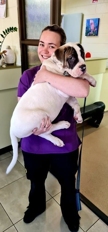Woman in Purple Shirt Holding a Large White Puppy — Mount Isa Veterinary Surgery In Ryan, QLD
