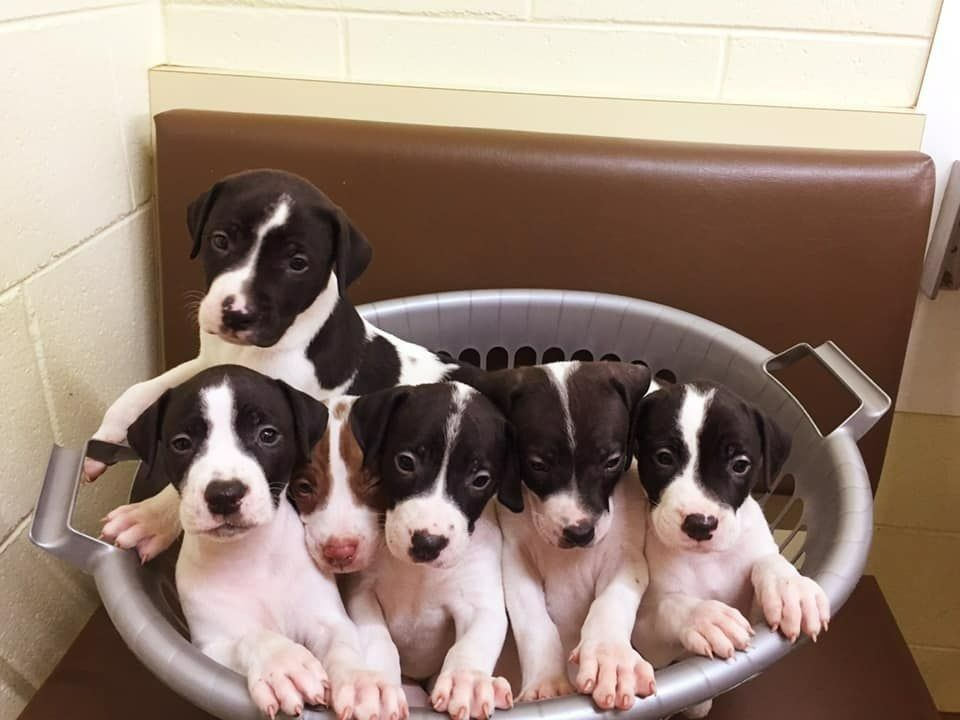 Six Black and White Puppies — Mount Isa Veterinary Surgery In Ryan, QLD