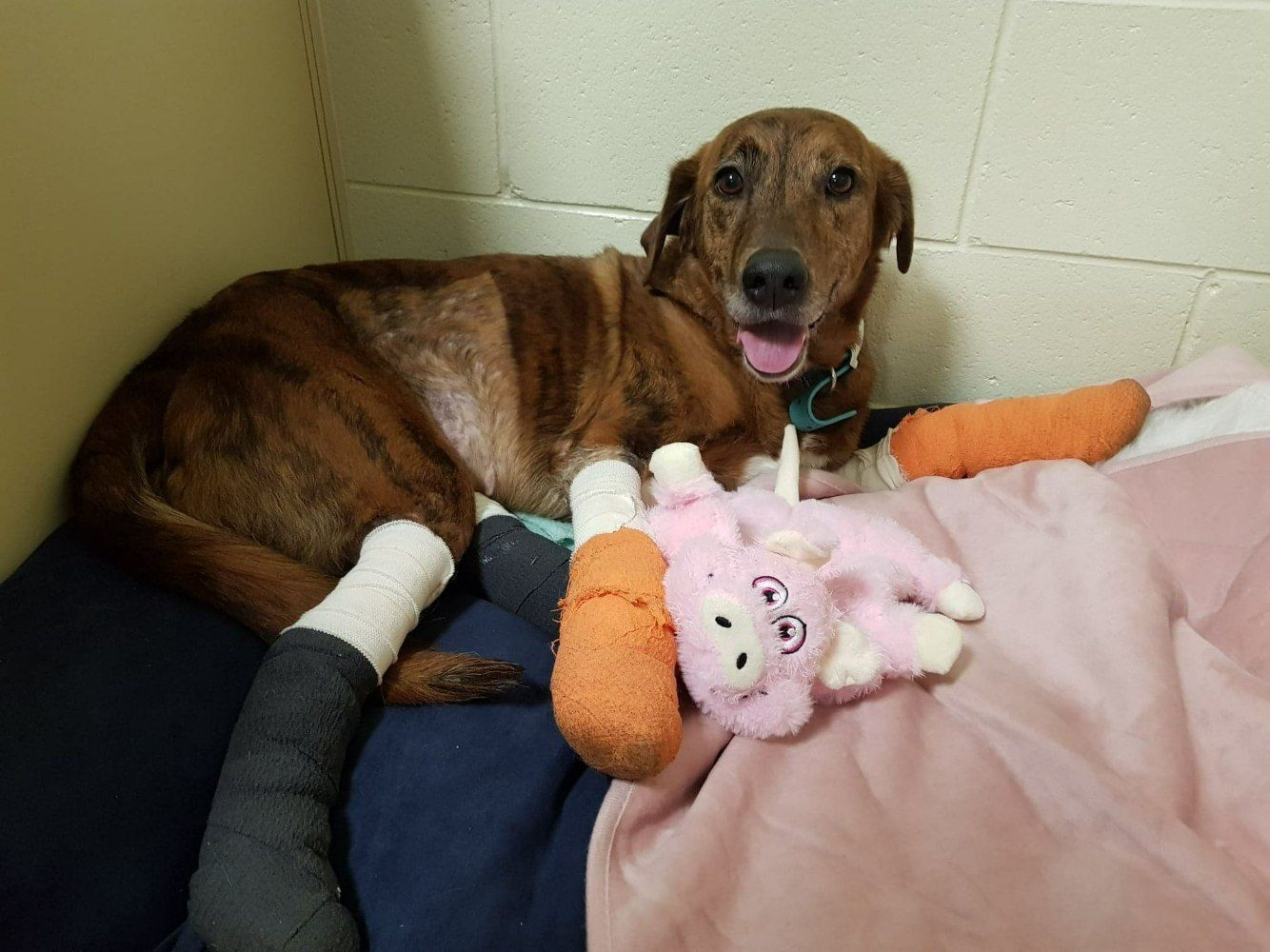Brindle Dog With Bandaged Legs — Mount Isa Veterinary Surgery In Ryan, QLD