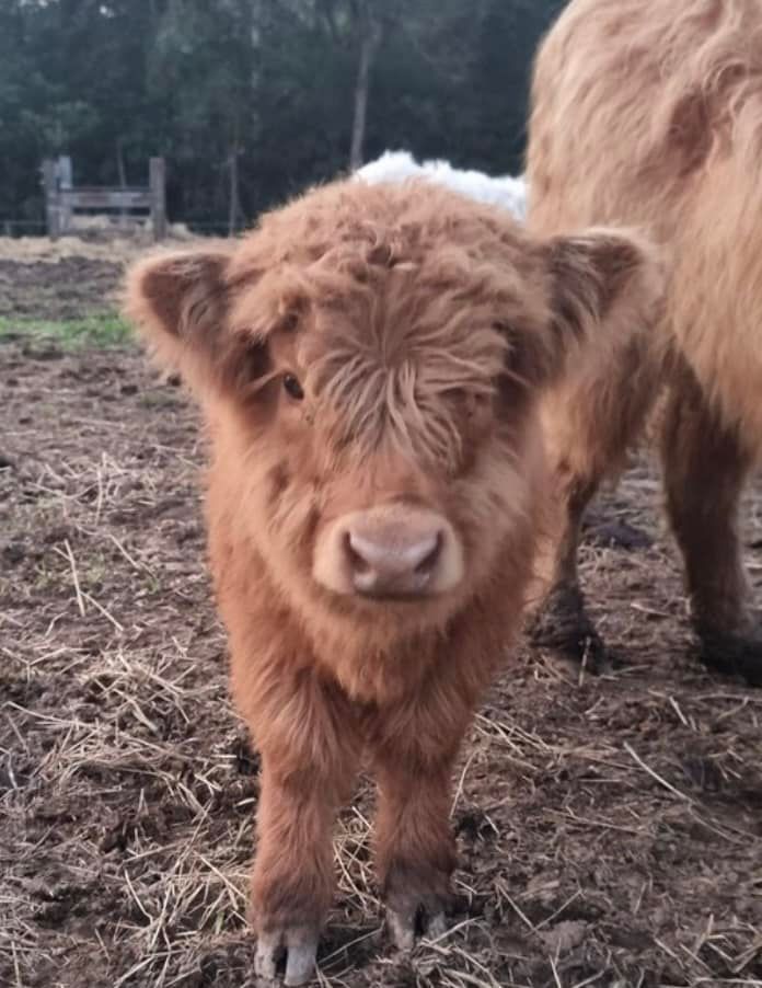 Mootilda of Bexland near Noosa - Highland Cow Mootilda is everything you dream a Highland cow could be - friendly, affectionate, and utterly irresistible.