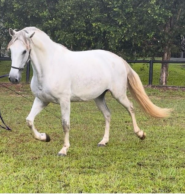 Milly is our elegant PRE (Pura Raza Española) mare who embodies the beauty and spirit of her Andalusian heritage one of our equine friends at Bexland near Noosa