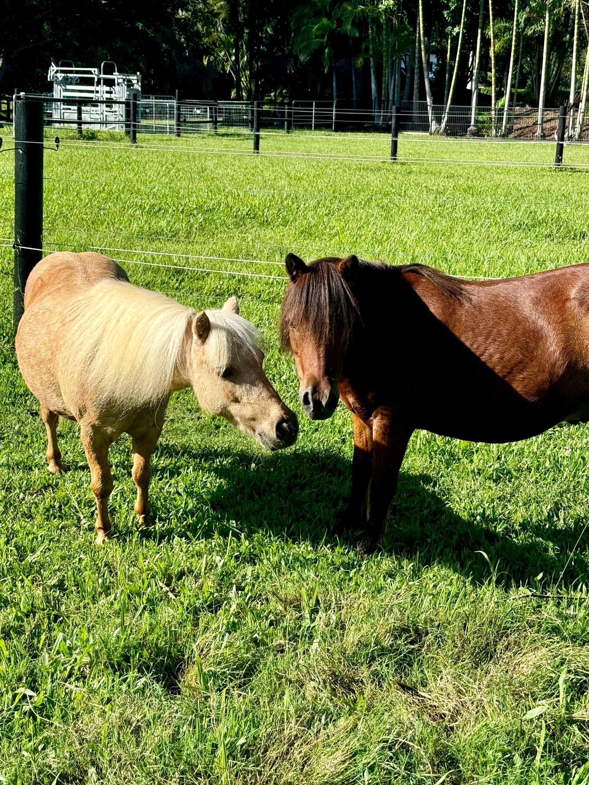 Our adorable mini Shetland ponies Barbie and Sonny are the heart and soul of our Pony Pals programs!
