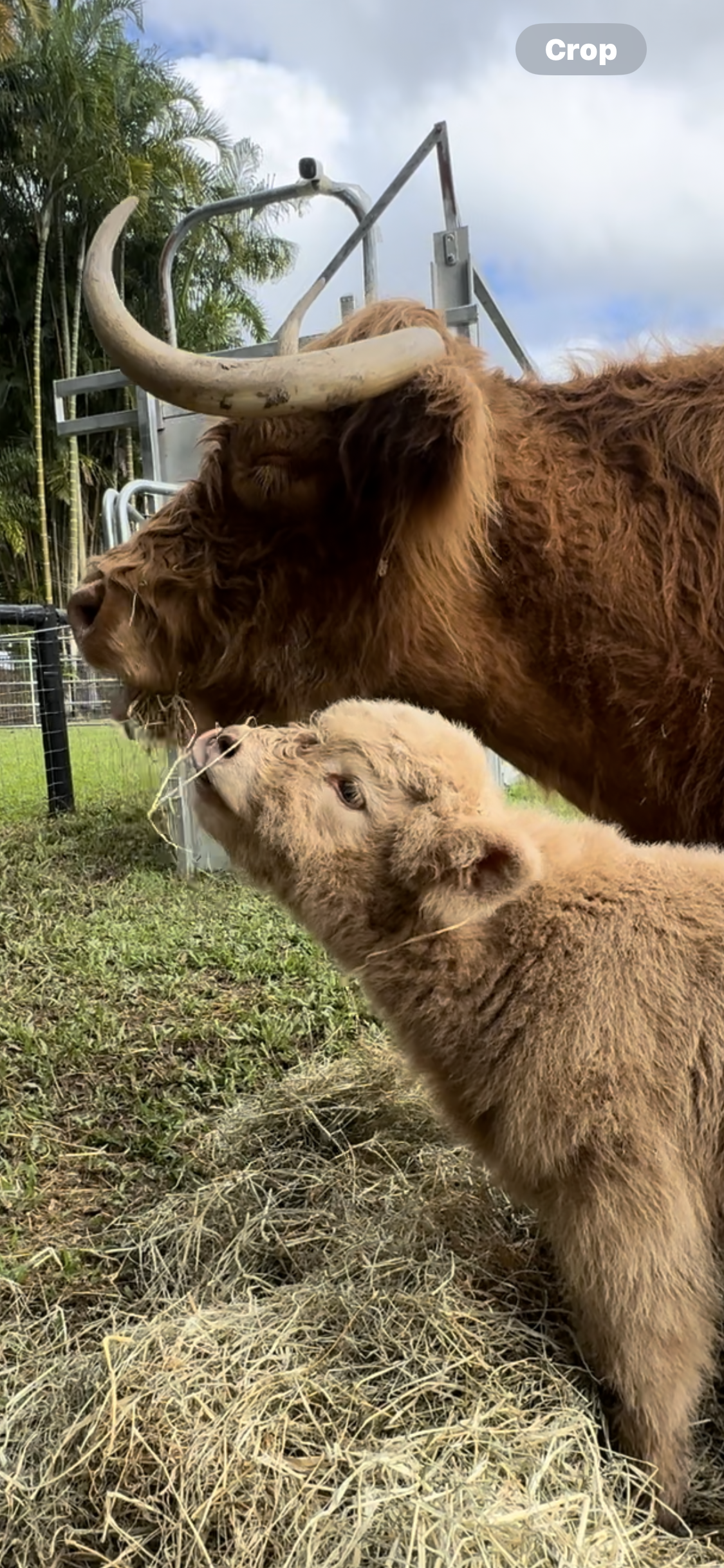 Micky D of Bexland - Highland Cow