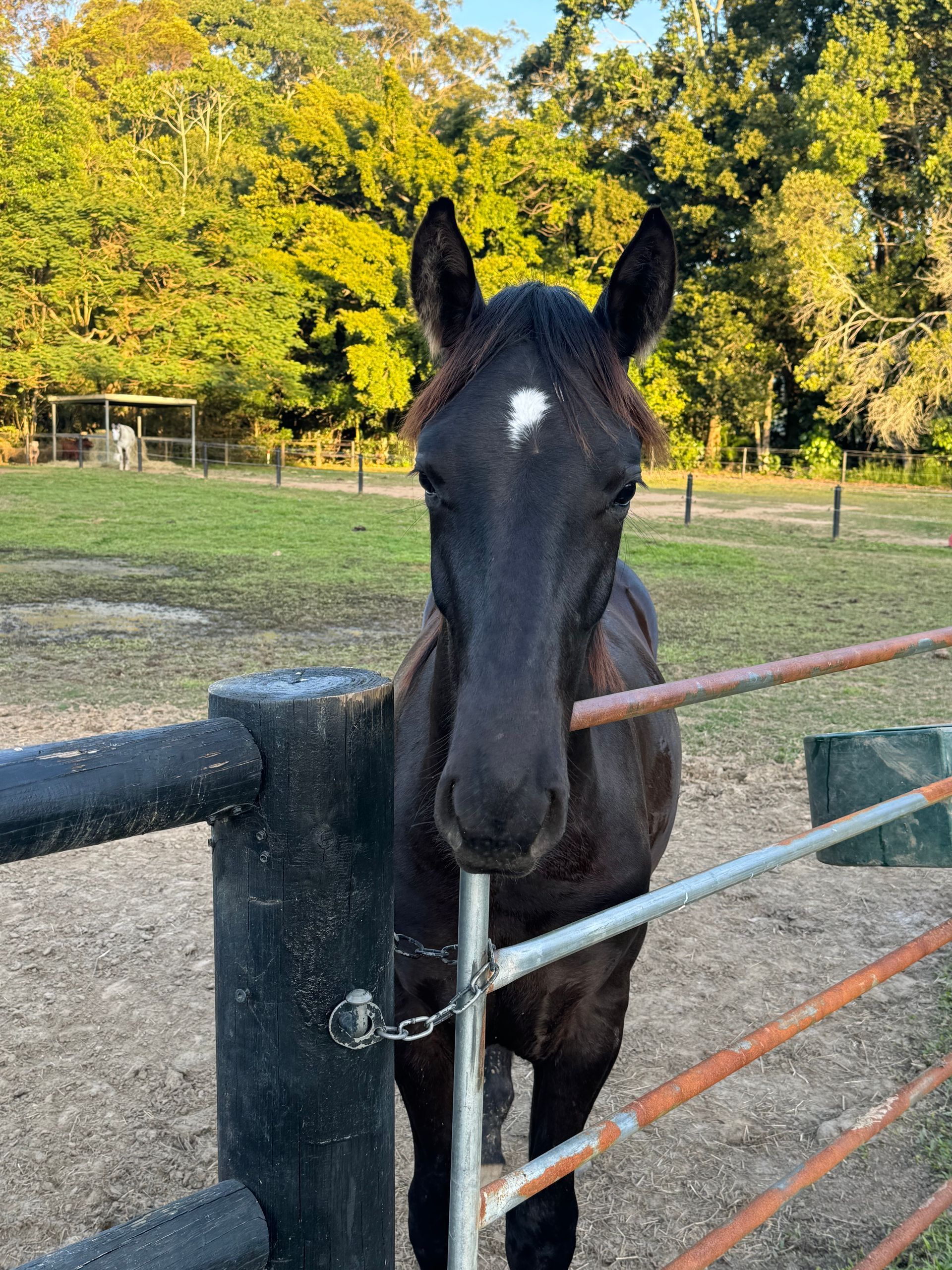 The Cheeky Yearling and resident troublemaker! Maximus is the cheekiest, curious, playful, and always investigating something new at Bexland near Noosa