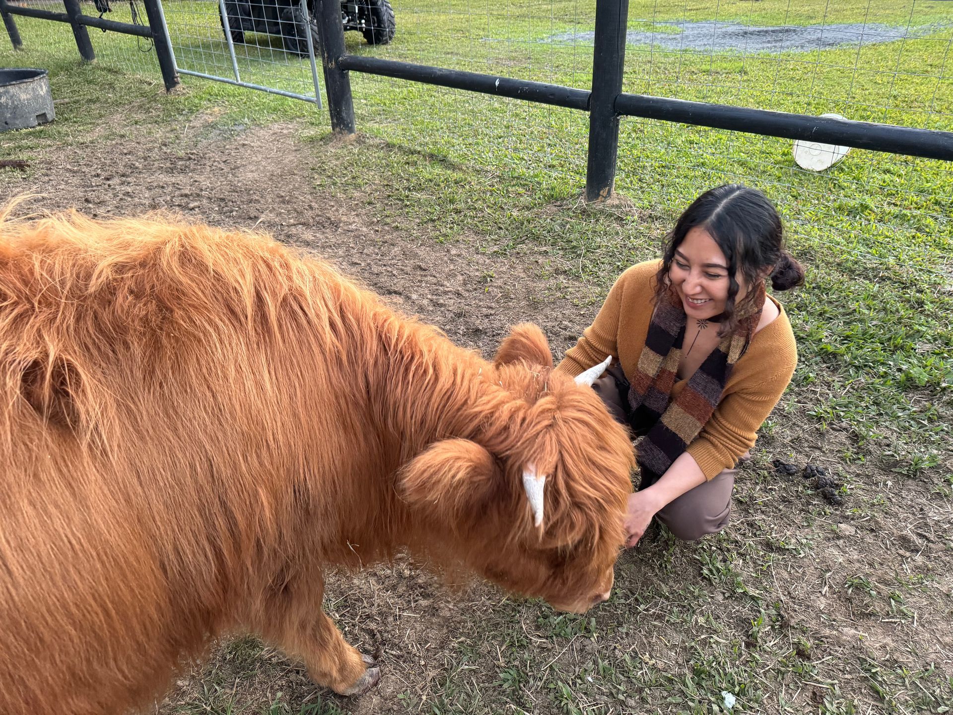 HIghland Cow Experience with Mootilda the Highland Cow at Bexland Noosa Sunshine Coast