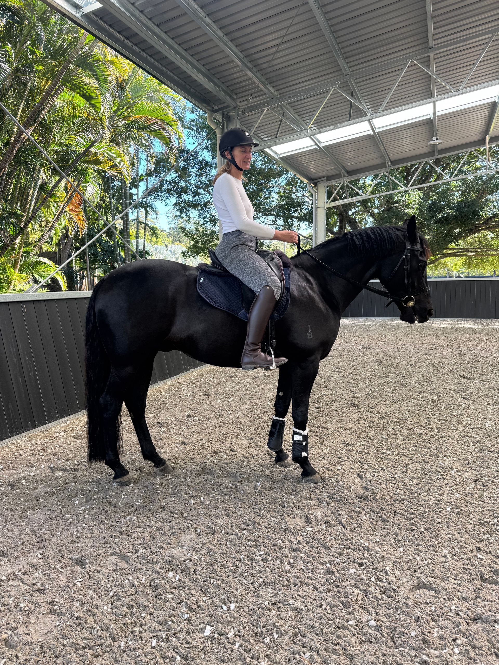 Whiskey using the equine facilities at Bexland near Noosa Sunshine Coast 