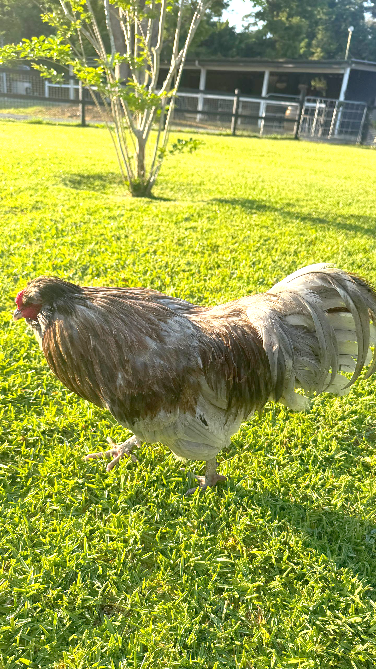 Greyson the Rooster