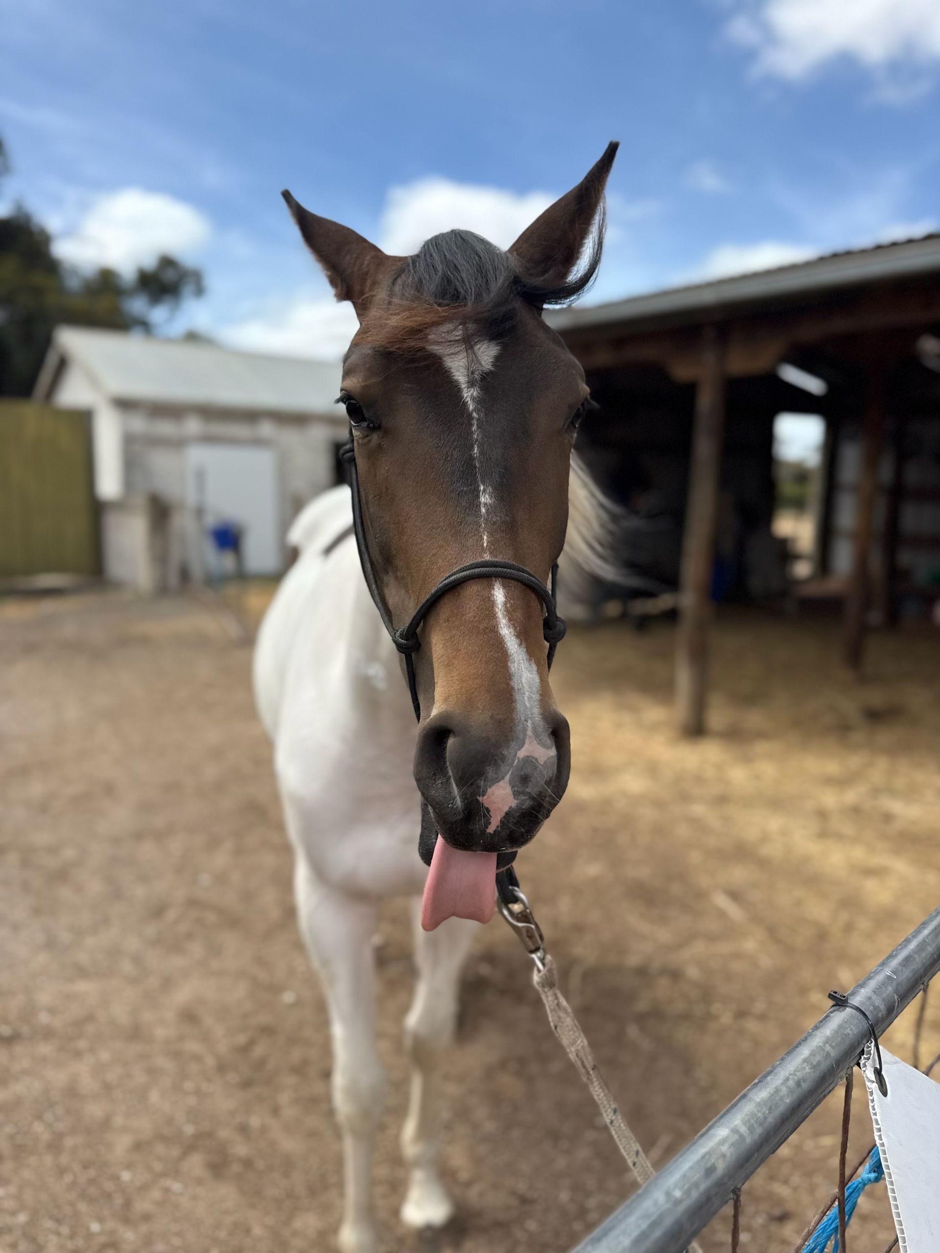 Pinto Horse