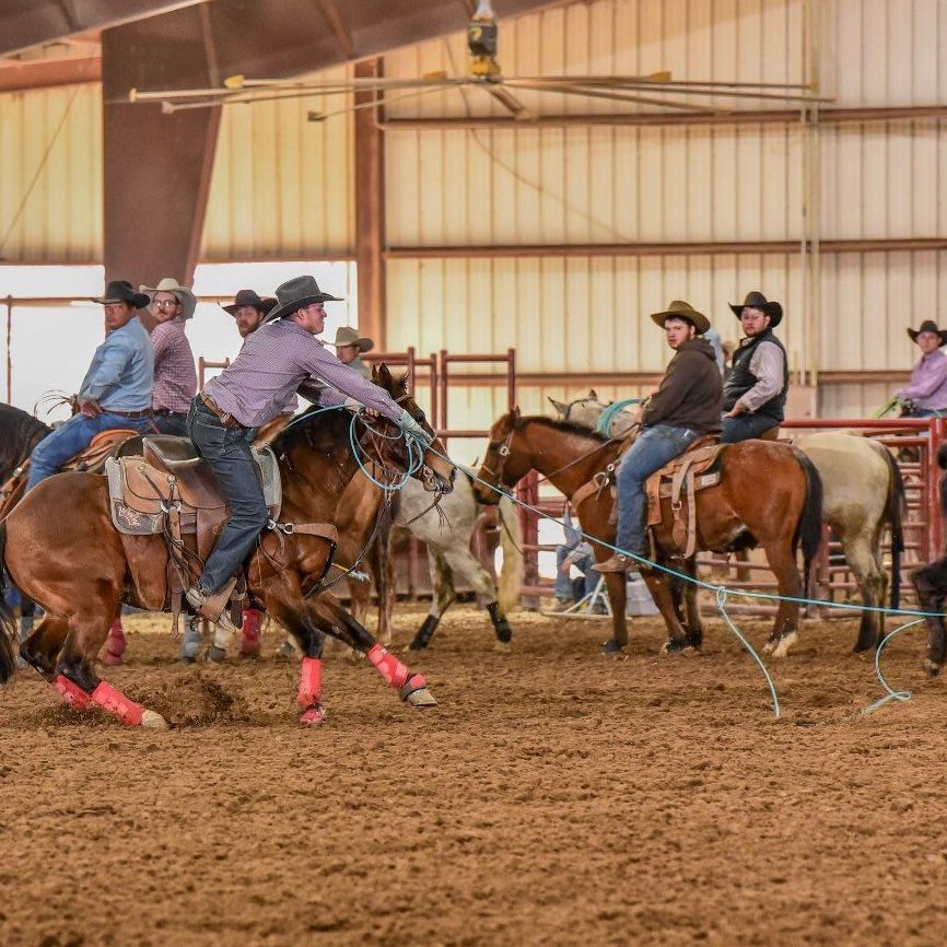 Cowboys on horseback roping cattle in an indoor rodeo arena