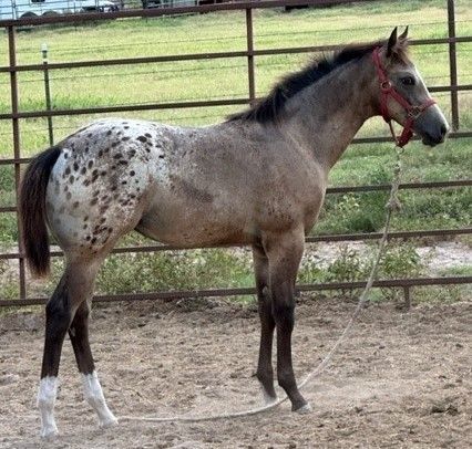Spotted gray horse standing in a fenced paddock with a red halter.