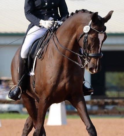 Brown horse with rider in white breeches performing dressage outdoors