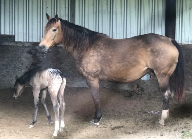 Brown horse and foal standing in a stable, the foal nursing underneath.