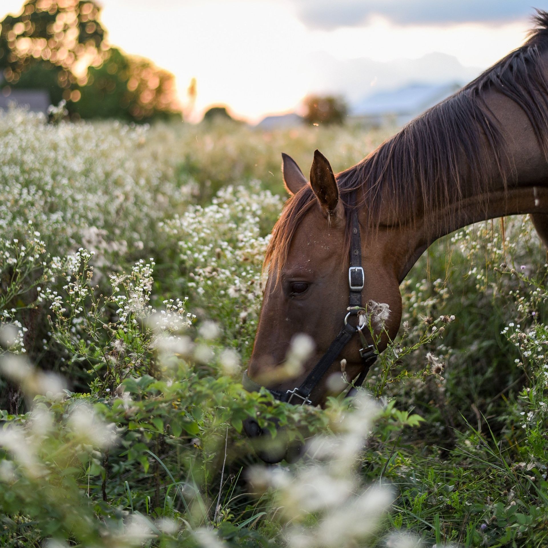 Brown horse grazing in a wildflower meadow at sunset