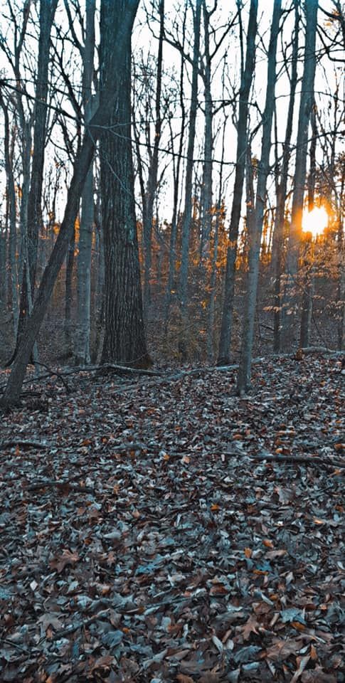 Forest scene with bare trees, leaves on the ground, and sunset in the distance.
