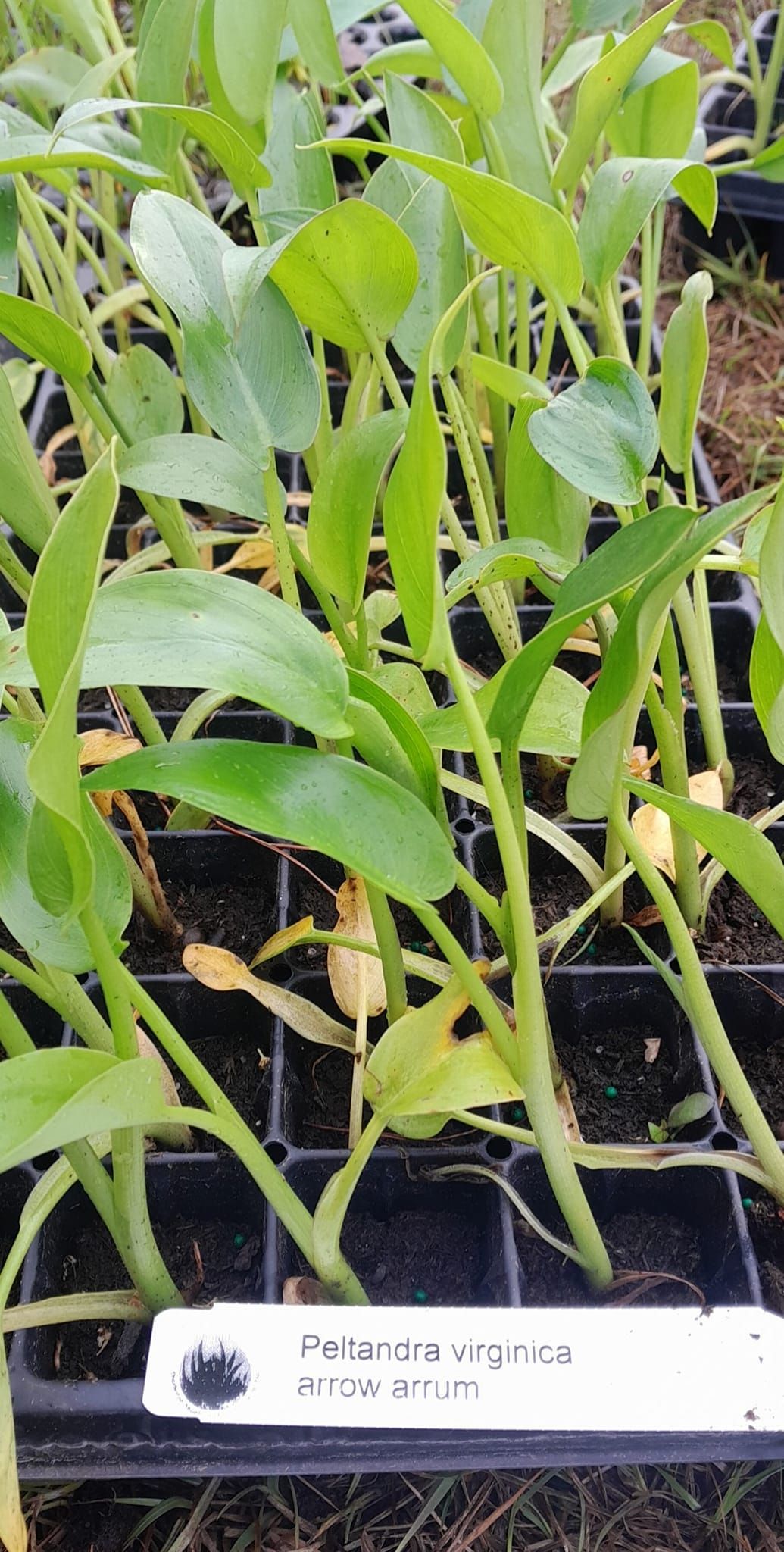 Seedlings in a black tray, labeled 