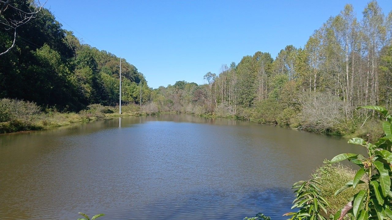 Still lake surrounded by trees and vegetation under a clear blue sky.