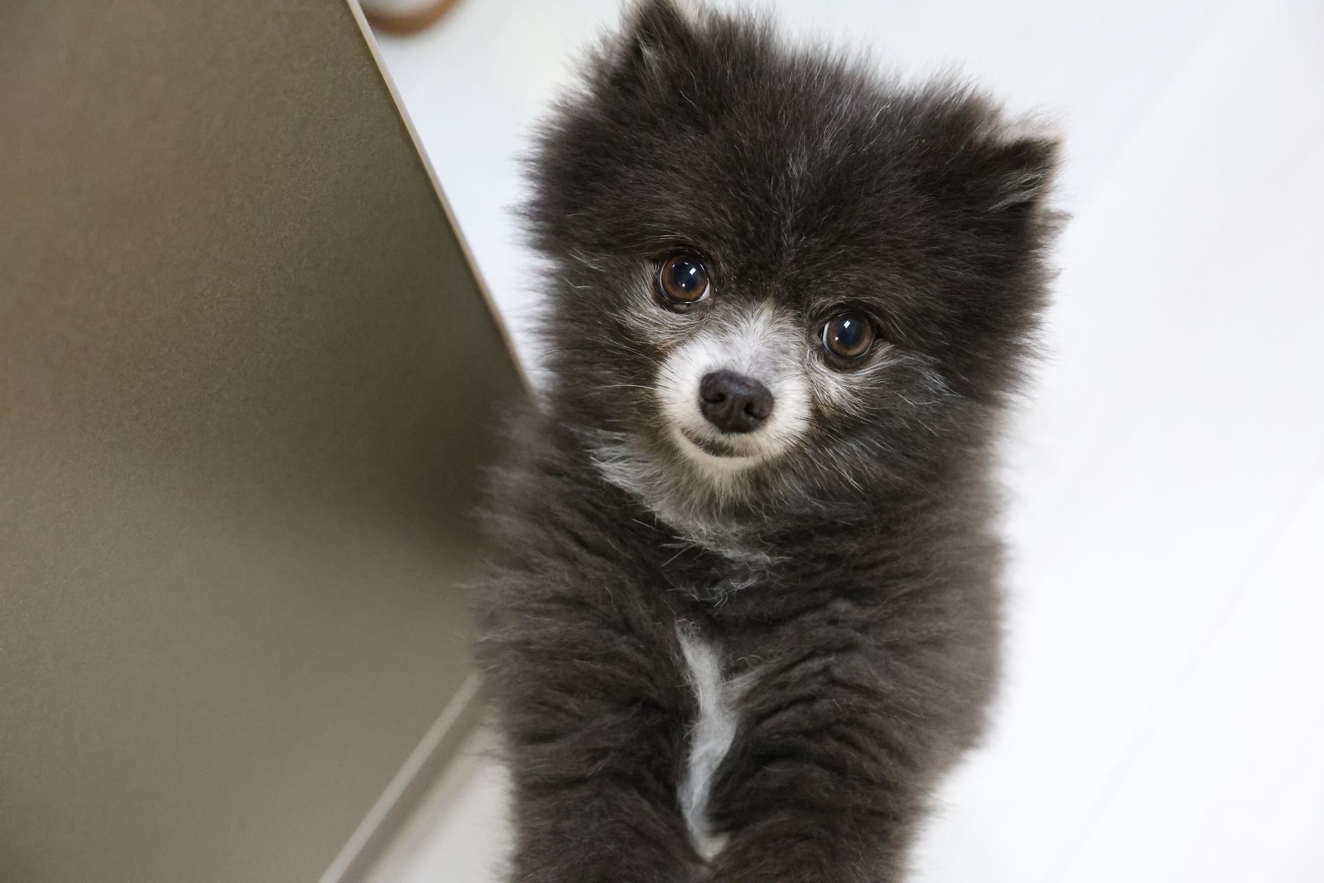Barbie the therapy Pomeranian at Clearwater Dentist in Clearwater FL