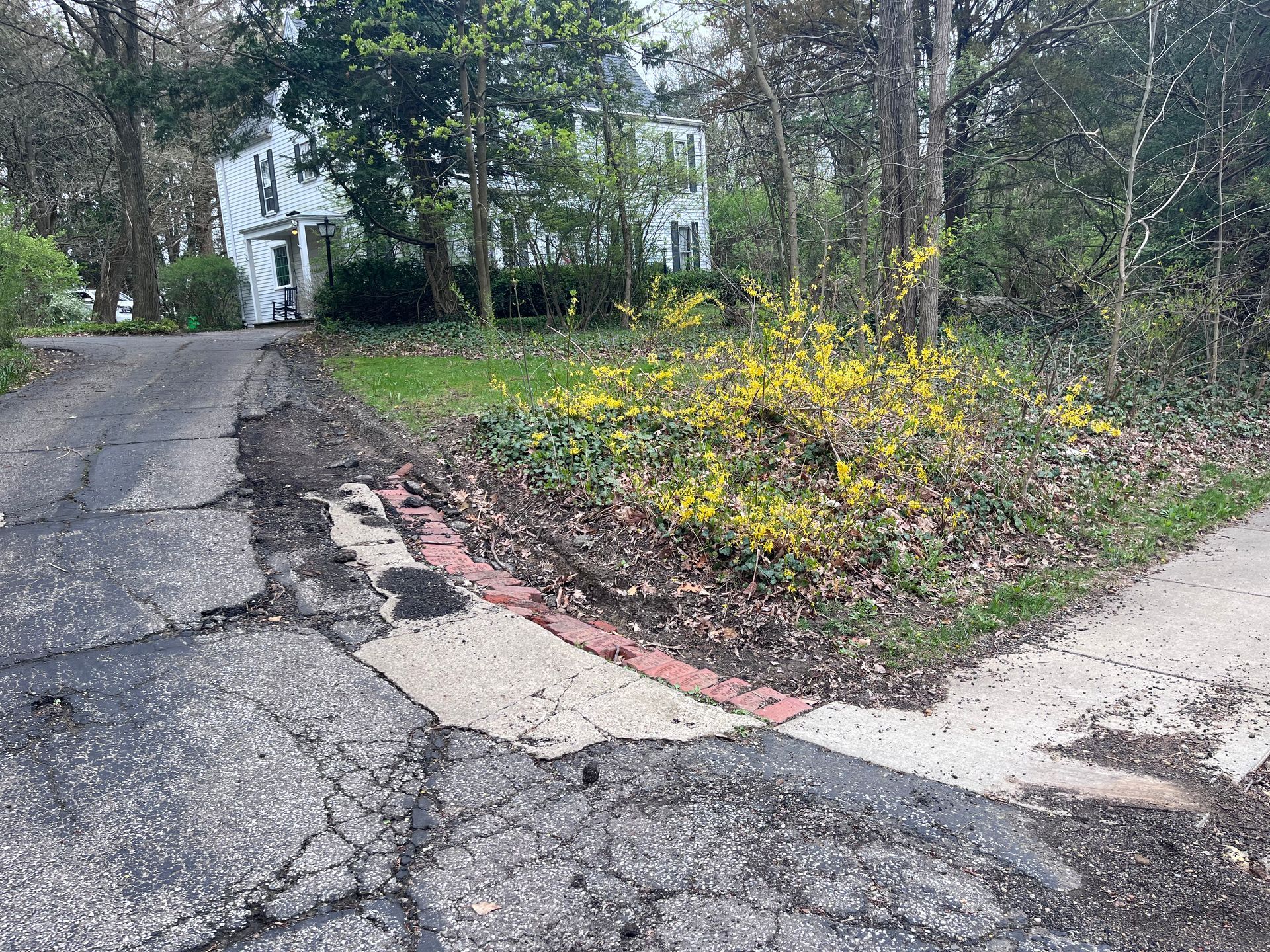 Cracked driveway leading to a white house surrounded by trees. Yellow flowering bush on the right.