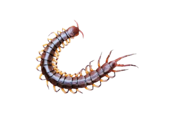 Centipedes - Lilburn, GA - Angry Ant Pest Solutions