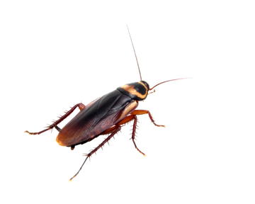 Cockroaches - Lilburn, GA - Angry Ant Pest Solutions