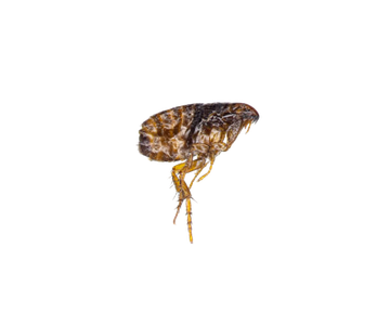 Cat Fleas - Lilburn, GA - Angry Ant Pest Solutions